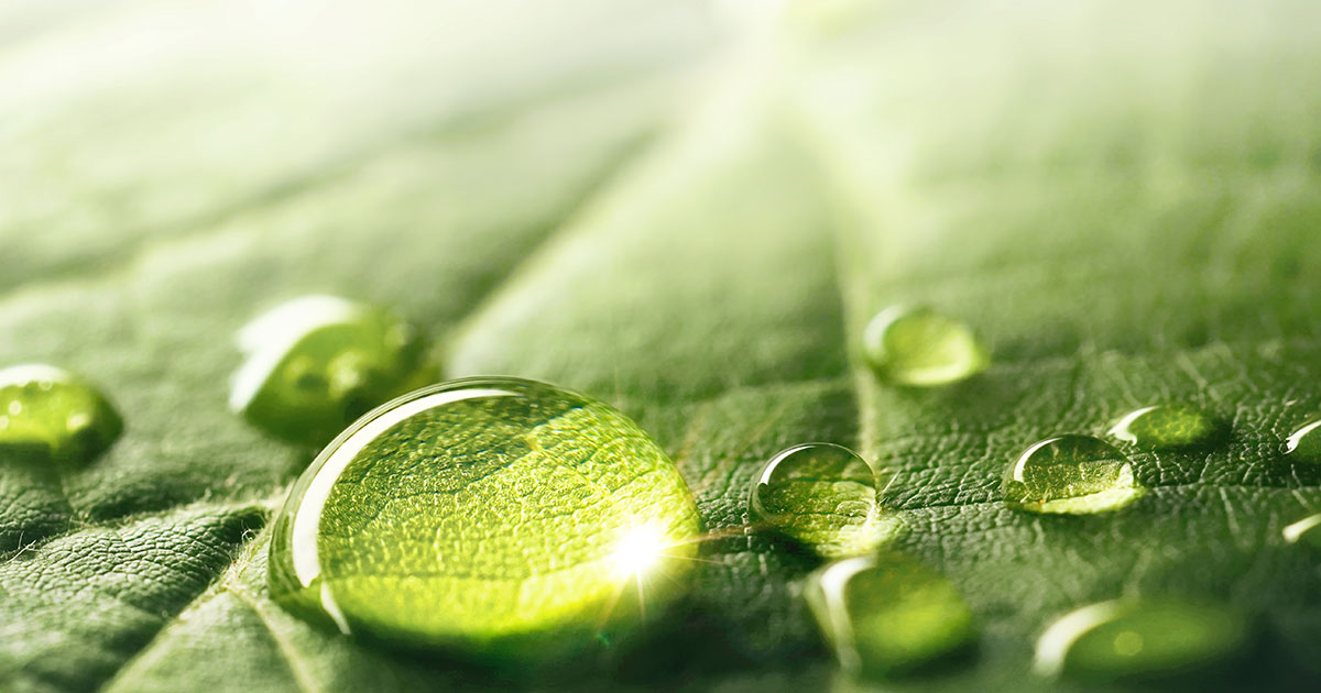 Water on a leaf
